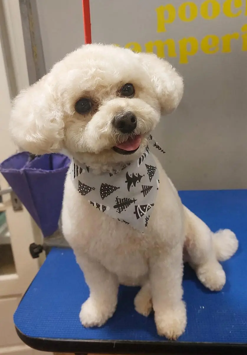 After grooming